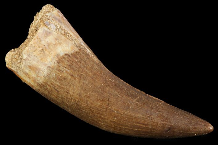 Fossil Plesiosaur (Zarafasaura) Tooth - Morocco #81556